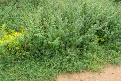 Hyptis suaveolens